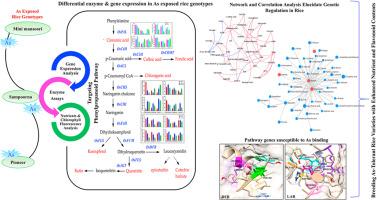 Role of phenylpropanoid pathway in genetic regulation and physiological adaptation in arsenic stressed rice genotypes