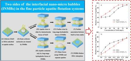 Interaction mechanism of interfacial nano-micro bubbles with collectors and its effects on the fine apatite flotation