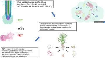 The root extracellular trap; a complex and dynamic biomatrix network essential for plant protection