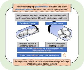 The influence of spatial context on prey manipulation behaviors in the California moray eel (Gymnothorax mordax)