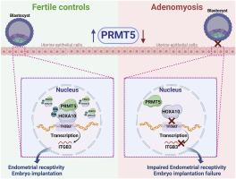 Role of PRMT5 mediated HOXA10 arginine 337 methylation in endometrial epithelial cell receptivity