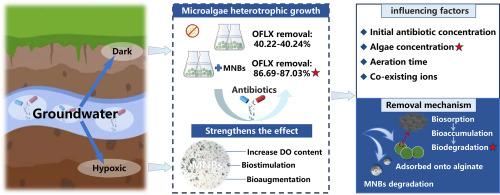 Micro-nano bubbles enhanced immobilized Chlorella vulgaris to remove ofloxacin from groundwater