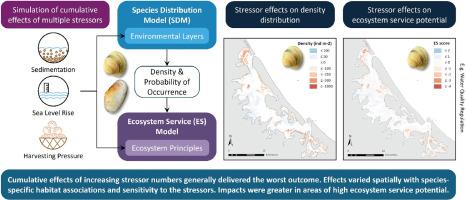 Predicting the cumulative effects of multiple stressors on shellfish ecosystem service potential