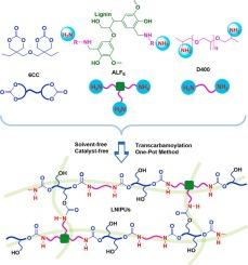 Green synthesis of lignin-based non-isocyanate polyurethanes as reusable, self-healable and removable adhesives