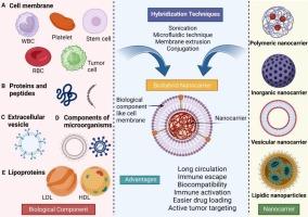 Biohybrid nano-platforms manifesting effective cancer therapy: Fabrication, characterization, challenges and clinical perspective