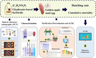 Adverse effects of glyphosate-based herbicide on hatching rate, morphological alterations, and acetylcholinesterase (AChE) expression in golden apple snail eggs