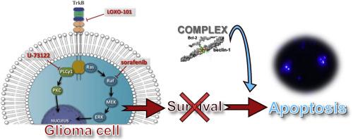 The engagement of Ras/Raf/MEK/ERK and PLCγ1/PKC pathways regulated by TrkB receptor in resistance of glioma cells to elimination upon apoptosis induction
