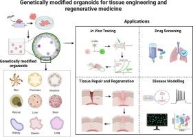 Genetically modified organoids for tissue engineering and regenerative medicine