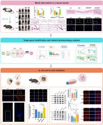 MitoQ enhances CYP19A1 expression to stimulate WNT/β-catenin signaling pathway for promoting hair growth in androgenetic alopecia