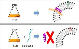 Growth of Staphylococcus aureus in the presence of oleic acid shifts the glycolipid fatty acid profile and increases resistance to antimicrobial peptides