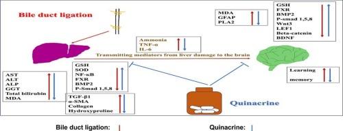 Hepatoprotective and neuroprotective effects of quinacrine against bile duct ligation-induced hepatic encephalopathy in rats: Role of bone morphogenetic proteins signaling