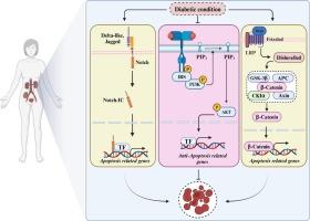 Crosstalk between non-coding RNA and apoptotic signaling in diabetic nephropathy