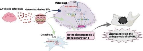 Extracellular vesicles from mouse bone marrow macrophages-derived osteoclasts treated with zoledronic acid contain miR-146a-5p and miR-322-3p, which inhibit osteoclast function