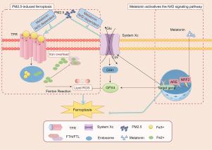 Melatonin protects against particulate matter-induced ovarian dysfunction by activating the Nrf2 signaling pathway to alleviate ferroptosis