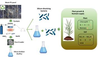 Photovoltaic cell-derived silicon fertilizer and its combined effect with silicate-dissolving bacteria Bacillus aryahattai on rice growing during the tillering stage