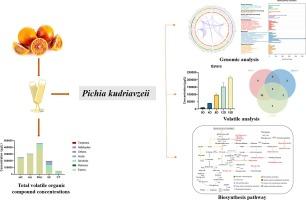 Multi-omics analyses of the mechanism for formation of key aroma-active compounds in blood orange wine fermented by Pichia kudriavzevii