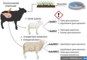 In-utero exposure to real-life environmental chemicals disrupts gene expression within the hypothalamo-pituitary-gonadal axis of prepubertal and adult rams