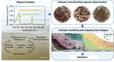 Hyperspectral remote sensing of chlorophyll a and pheophorbide a pigments for macrobenthos mapping on an estuarine tidal flat