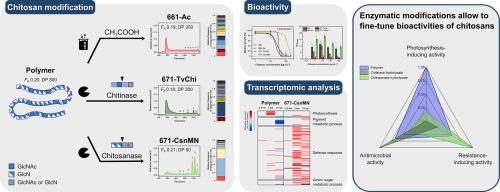 Dissecting and optimizing bioactivities of chitosans by enzymatic modification