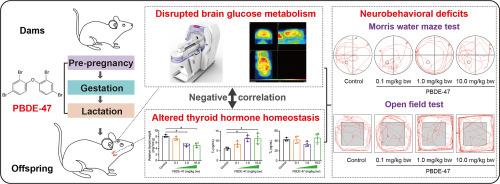 Perinatal exposure to PBDE-47 decreases brain glucose metabolism in male adult rats: Associations with shifts in triiodothyronine and neurobehavior