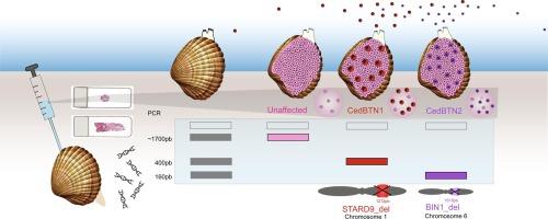 Novel PCR assay for the identification of two transmissible cancers in Cerastoderma edule