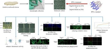 The multifunctional role of IFN-γ in Galleria mellonella (Lepidoptera) immunocompetent cells