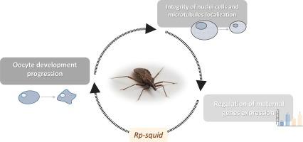 Central role of squid gene during oocyte development in the Hemiptera Rhodnius prolixus