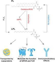 Phospholipid-derived lysophospholipids in (patho)physiology