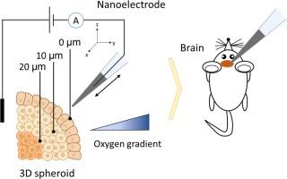 In vitro/In vivo oxygen electrochemical nanosensor for bioanalysis