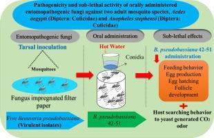 Pathogenicity and sub-lethal activity of orally administered entomopathogenic fungi against two adult mosquito species, Aedes aegypti (Diptera: Culicidae) and Anopheles stephensi (Diptera: Culicidae)