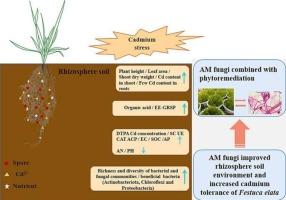 Arbuscular mycorrhizal fungi alter microbiome structure of rhizosphere soil to enhance Festuca elata tolerance to Cd