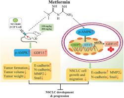 Metformin inhibits migration and epithelial-to-mesenchymal transition in non-small cell lung cancer cells through AMPK-mediated GDF15 induction