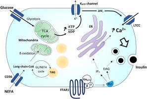 Role of fatty acids in the pathogenesis of ß-cell failure and Type-2 diabetes