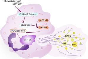 Simvastatin ameliorates adverse pregnancy by inhibiting glycolysis-related NETs in obstetrical antiphospholipid syndrome