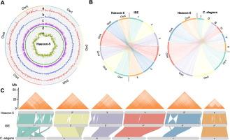 Chromosome-contiguous genome for the Haecon-5 strain of Haemonchus contortus reveals marked genetic variability and enables the discovery of essential gene candidates