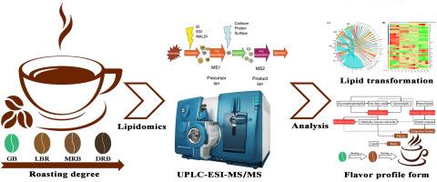 Quantitative lipidomics reveals the effects of roasting degree on arabica coffee beans lipid profiles