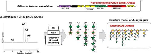 Structural analysis of gum arabic side chains from Acacia seyal released by bifidobacterial β-arabino-oligosaccharide 3-O-β-l-arabinopyranosyl-α-l-arabinofuranosidase