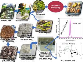 Production of cellulose nanocrystals from the waste banana (M. oranta) tree rachis fiber as a reinforcement to fabricate useful bionanocomposite