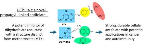 Evaluation of UCP1162, a potent propargyl-linked inhibitor of dihydrofolate reductase with potential application to cancer and autoimmune disease