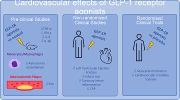 The cardiovascular effects of GLP-1 receptor agonists beyond obesity and type 2 diabetes: An anti-atherosclerotic action