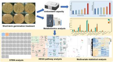 Metabolomics analysis of germinated sesame (Sesamum indicum L.) seeds: Possibility of incorporating short-term germination treatments into the sesame production process