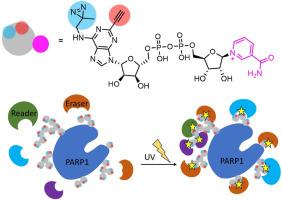 An NAD+ with dually modified adenine for labeling ADP-ribosylation-specific proteins