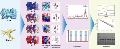 Investigating the non-covalent interactions between rutin and superoxide dismutase: Focus on thermal stability, structure, and in vitro digestion