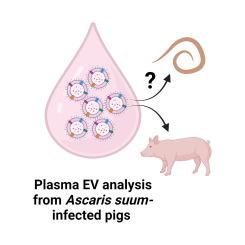 Micro RNA profiles of host extracellular vesicles are modulated by Ascaris suum infection but parasite extracellular vesicle miRNAs are systemically undetectable using in-depth miRNA sequencing