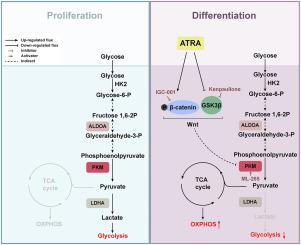 The wnt/pyruvate kinase, muscle axis plays an essential role in the differentiation of mouse neuroblastoma cells