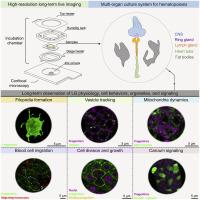 Novel features of Drosophila hematopoiesis uncovered by long-term live imaging