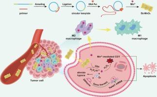 DNA-templated nanosheets for enhanced chemodynamic therapy and gene therapy to inhibit tumor recurrence and metastasis