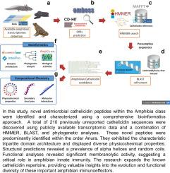 Screening and computational characterization of novel antimicrobial cathelicidins from amphibian transcriptomic data