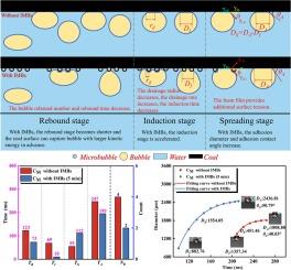 Effect of in-situ microbubbles precipitated at the solid–liquid interface on the bubble-coal dynamic collision and adhesion processes