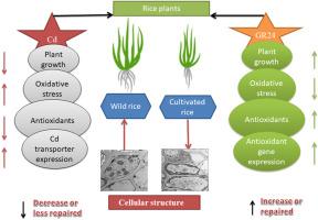 The protective roles of Oryza glumaepatula and phytohormone in enhancing rice tolerance to cadmium stress by regulating gene expression, morphological, physiological, and antioxidant defense system